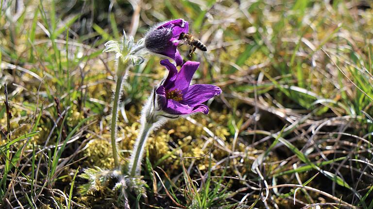 Die Küchenschelle wächst nur an wenigen Stellen im Naturpark.