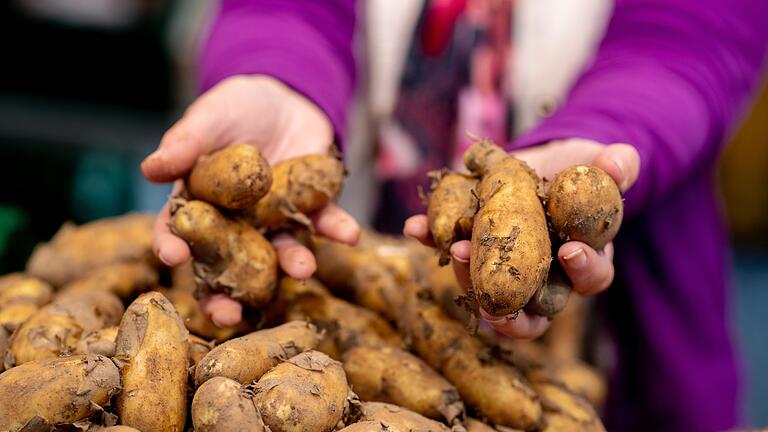 Eine Frau hält Kartoffeln in den Händen       -  Kartoffeln gibt es in verschiedenen Typen, die sich je nach Stärkegehalt für unterschiedliche Zubereitungsarten eignen.