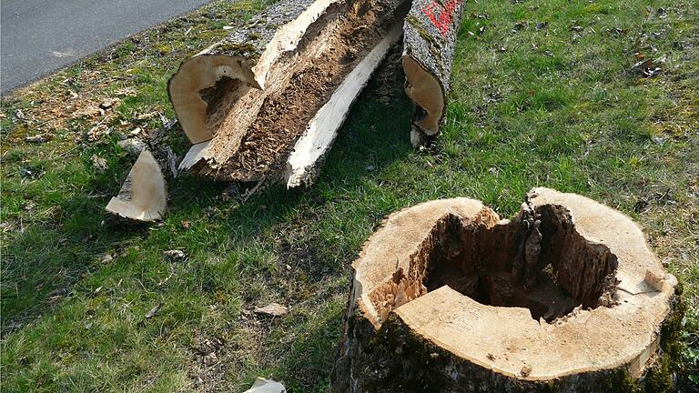 Eschen entlang der westlichen Ortszufahrt waren nicht mehr zu retten und mussten gefällt werden.