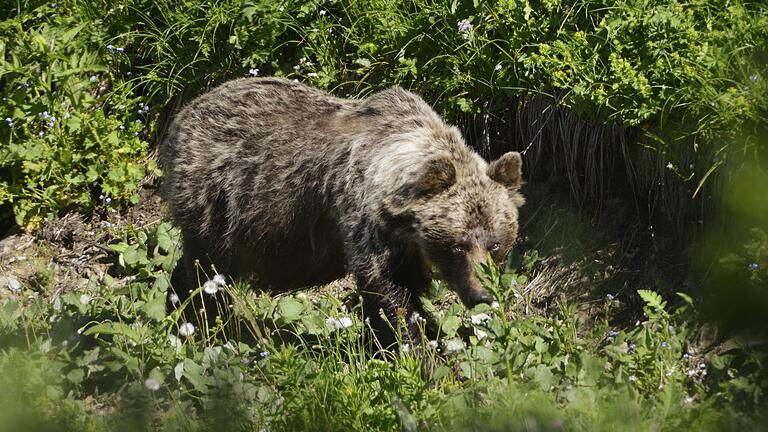 Braunbär in der Slowakei       -  In der Slowakei gibt es rund 1300 freilebende Braunbären. Doch bleibt das Zusammenleben mit dem Menschen nicht ohne Konflikte.