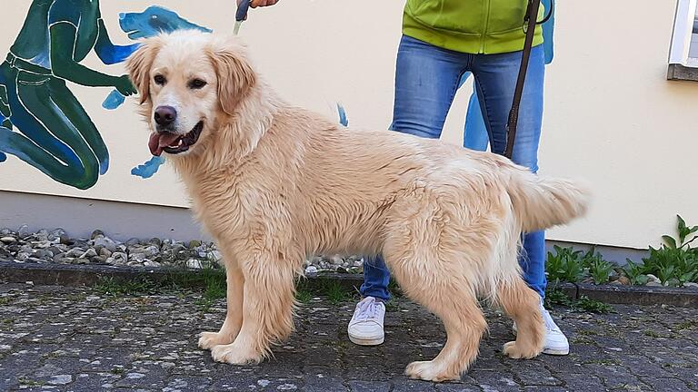 Der einjährige Kiro ist ein ganz lieber Hund, der bestimmt schnell und gerne lernt.