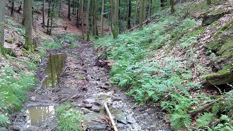 So sah es nach der Bergung und dem Abtransport der geworfenen Fichten durch einen Harvester und einen Forwarder in dem in der Abteilung Rotsteig gelegenen Seitentälchen des Naturschutzgebietes Weilersbachtal aus.
