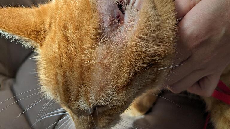 Der zweite Schuss traf den Kater an seinem linken Ohr. Der zweite Schuss traf den Kater an seinem linken Ohr. 