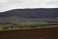 Die Weinparadiesscheune (rechts) bildet die Grenze. Links davon beginnt der Seinsheimer Wald. Auf dem Plateau oben auf dem Kapellberg gibt es auf Grund der Trockenheit absterbende Eichen.