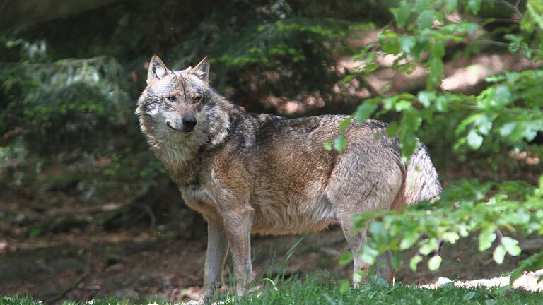 Der Angriff eines Wolfs auf Weidetiere ist in der Rhön nicht mehr unrealistisch.       -  Der Angriff eines Wolfs auf Weidetiere ist in der Rhön nicht mehr unrealistisch.