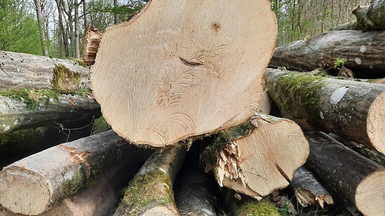 Der Revierleiter erklärte dem Gemeinderat Euerdorf die Differenz aus Soll und Ist des Hiebsatzes mit der Tatsache, dass sich ein größerer Vorrat aufgestaut hatte. Symbolfoto: Martina Straub       -  Der Revierleiter erklärte dem Gemeinderat Euerdorf die Differenz aus Soll und Ist des Hiebsatzes mit der Tatsache, dass sich ein größerer Vorrat aufgestaut hatte. Symbolfoto: Martina Straub