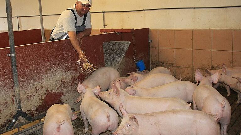 Helmut Schmidt, Nebenerwerbslandwirt aus Gnötzheim, in seinem Schweinestall in Unterickelsheim. Er gibt nicht nur Einblick in seine Tierhaltung, sondern auch in die gravierenden Probleme, mit denen die Landwirtschaft zu kämpfen hat.