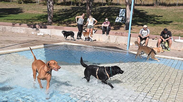 Hundeschwimmen im Waldbad Lengfurt - Förderverein PRO Waldbad