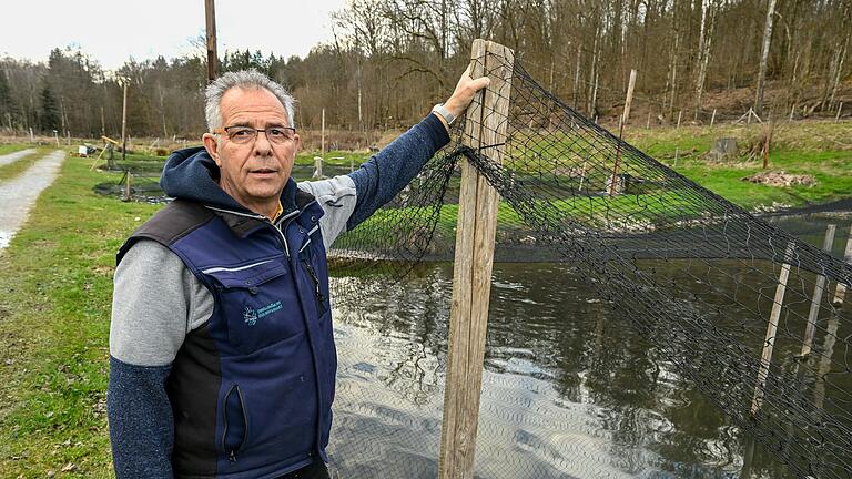 Was nun mit den Forellen? Peter Grimm betreibt im Hafenlohrtal im Landkreis Main-Spessart eine Fischzucht. Die Bach- und Regenbogenforellen in seinen Teichen am Lindenfurtherhof sind nach dem Unfall eines Kleintransporters mit Heizöl belastet.&nbsp;