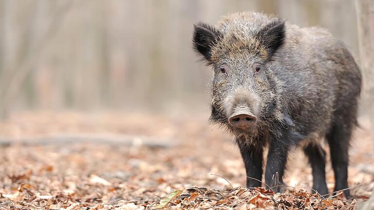 Was tun gegen Wildschweine im Wohngebiet? Die Stadt Würzburg will sie wieder in den Wald drängen.