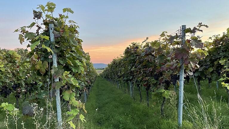 Auch wenn es in diesem Jahr weniger Probleme mit Trockenheit gab, die Bewässerung der Weinberge ist notwendig, wenn weiterhin Weinbau betrieben werden soll. Auch wenn es in diesem Jahr weniger Probleme mit Trockenheit gab, die Bewässerung der Weinberge ist notwendig, wenn weiterhin Weinbau betrieben werden soll.