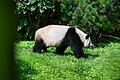 Panda-Nachwuchs im Berliner Zoo       -  SYMBOLBILD Forscher von der Universität Tübingen haben einen Vorläufer vom Panda im Allgäu entdeckt