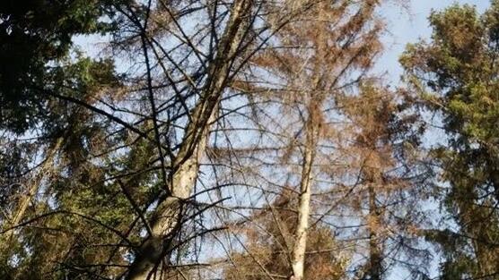 Eine über den Winter komplett abgestorbene Fichte.
