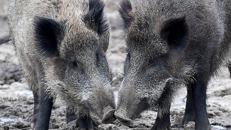 Experte: meilenweit vom Tierschutz entfernt       -  Schwarzwild soll ganzjährig bejagt werden dürfen &ndash; auch in Bayern. Stimmt der Bundesrat zu, dürfen im Frühling nicht nur Jungtiere, sondern auch Keiler und Bachen geschossen werden.