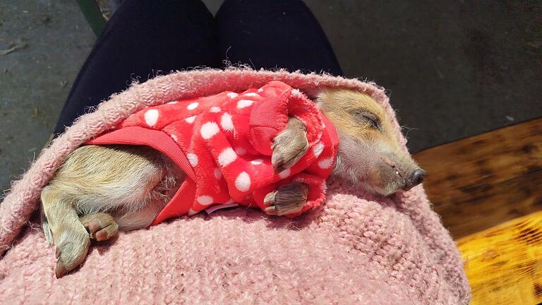 Fünf kleine Wildschweinbabys fand die Polizei Würzburg in den Weinbergen von Würzburg und brachte sie in die Wildtierauffangstation.