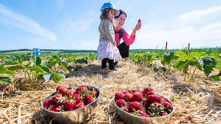 Die ersten roten Erdbeeren vom Feld. Die Saison für Selbstpflücker hat begonnen. Davon machen auch Maria Guerrero González und ihre Tochter Elise in Eußenhausen fleißig Gebrauch.