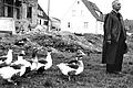 Die Gänse wollten in den 1960-er Jahren vom Bürgermeister Dr. Hans Popp in Haßfurt persönlich hören, warum man sie im neuen Siedlungsgelände nicht mehr dulden möchte.