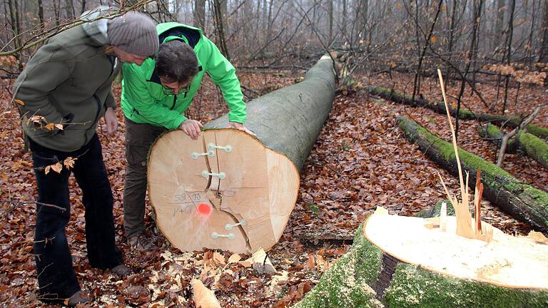 Einen Fällstopp für dicke Bäume fordern Umweltschutzverbände und Naturfreunde im ehemaligen Waldschutzgebiet 'Hoher Buchener Wald im Ebracher Forst'. Dort wurde jetzt nach vierjähriger Pause die Forstwirtschaft wieder aufgenommen wurde, wie diese Buche in der Abteilung 'Steinkreuz' bei Handthal zeigt.&nbsp;