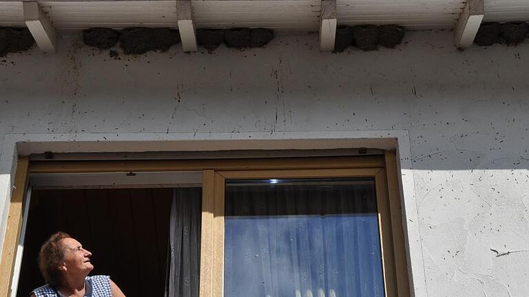 Glücksbringer am Haus: Zig Nester von Mehlschwalben am Haus der Familie Schad in Lendershausen. Im Bild blickt Marga Schad zu den gefiederten Gästen. Glücksbringer am Haus: Zig Nester von Mehlschwalben am Haus der Familie Schad in Lendershausen. Im Bild blickt Marga Schad zu den gefiederten Gästen.