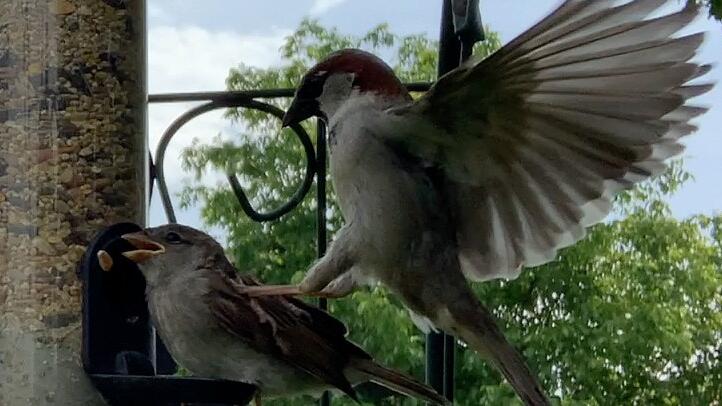 Drängelei an der Futtersäule: Dieser Spatz ist kein Gentleman!