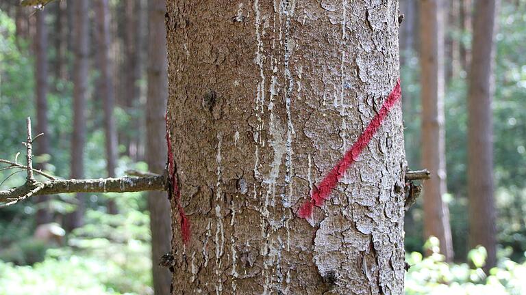 Weißes Harz läuft die Rinde hinunter – ein Zeichen für Borkenkäferbefall. Die rote Kennzeichnung verdeutlicht: Dieser Baum muss gefällt werden. Weißes Harz läuft die Rinde hinunter – ein Zeichen für Borkenkäferbefall. Die rote Kennzeichnung verdeutlicht: Dieser Baum muss gefällt werden.