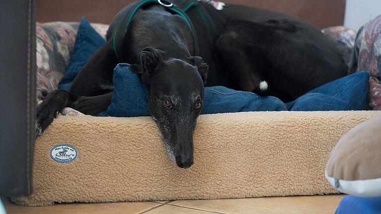Windhunde mögen es kuschelig. Im Körbchen von Sir Toby liegen deshalb Decken und Kissen. Foto Anand Anders