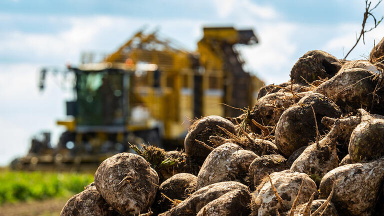 Die Südzucker-Fabrik in Ochsenfurt möchte aus verschiedenen Gründen früher mit der Produktion beginnen und lobt deshalb für Landwirte eine erhöhte Frühlieferprämie aus. Die Südzucker-Fabrik in Ochsenfurt möchte aus verschiedenen Gründen früher mit der Produktion beginnen und lobt deshalb für Landwirte eine erhöhte Frühlieferprämie aus.