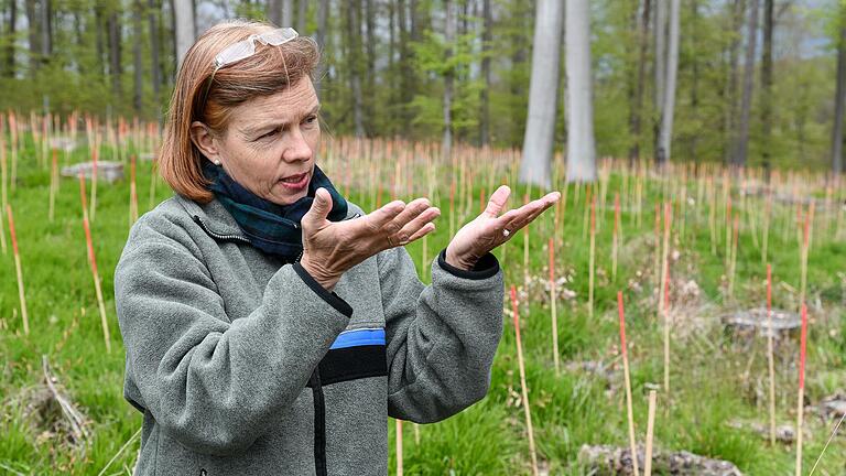 Dem Regen sei Dank: Von Dezember bis April konnten in ganz Unterfranken mehr als 1,9 Millionen neue Bäume gepflanzt werden - so auch hier im Leinacher Gemeindewald im Landkreis Würzburg. Darüber freut sich&nbsp;Antje Julke,&nbsp;Abteilungsleiterin am Amt für Ernährung, Landwirtschaft und Forsten (AELF) Würzburg.