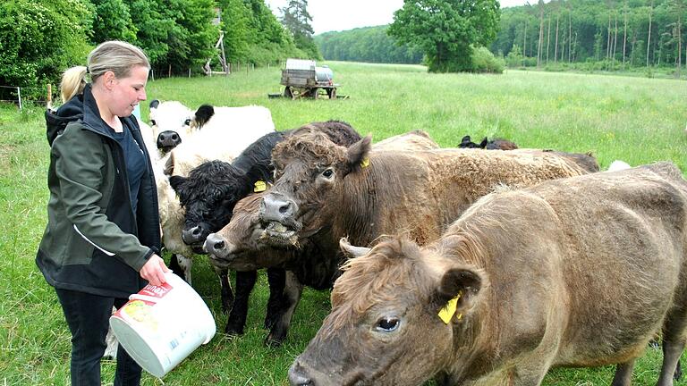 Wenn es Leckerbissen gibt, kommen die Galloways schnell zu Carolin Gropp. Wenn es Leckerbissen gibt, kommen die Galloways schnell zu Carolin Gropp.