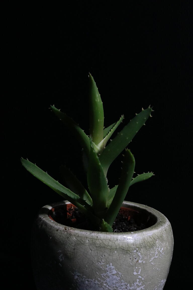 Eine Aloe Vera benötigt nur das Minimalste, um groß zu werden. Eine Aloe Vera benötigt nur das Minimalste, um groß zu werden.