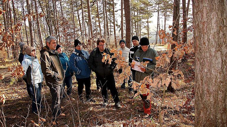 Beim Waldgang zeigte Revierförster Wolfgang Fricker den Mitgliedern des Gemeinderates Beispiele der natürlichen Umwandlung der Monokultur aus Schwarzkiefern in einen Mischwald durch das Wachstum von Eichen neben den noch prägenden Schwarzkiefern am rechten Bildrand. Beim Waldgang zeigte Revierförster Wolfgang Fricker den Mitgliedern des Gemeinderates Beispiele der natürlichen Umwandlung der Monokultur aus Schwarzkiefern in einen Mischwald durch das Wachstum von Eichen neben den noch prägenden Schwarzkiefern am rechten Bildrand.