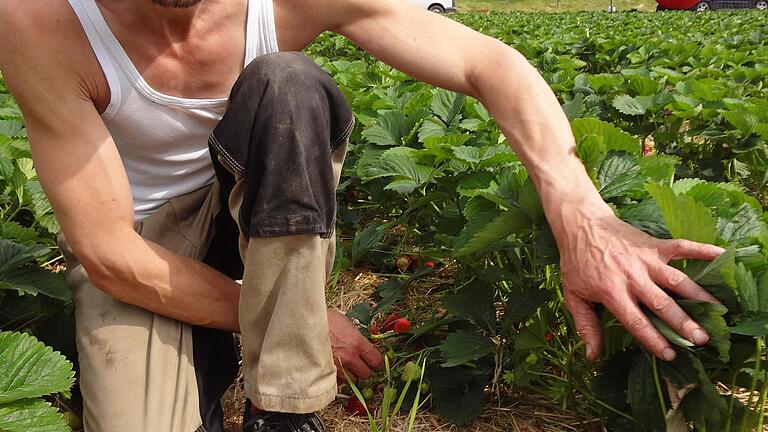 Obstbauer Peter Stenger auf dem Erdbeerfeld (hier ein Archivbild von 2013).