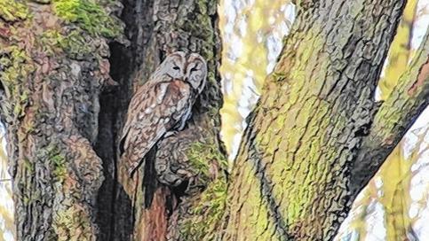 Gut getarnt: Mainbernheim hat neben dem Bären ein weiteres Maskottchen. Waldkauz Wolli wohnt in einem Biotopbaum im Stadtwald. Mit etwas Glück kann man ihn beobachten &ndash; bevorzugt in den Morgenstunden.
