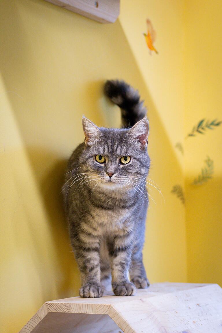 Die europäische Kurzhaarkatze 'Mausi'. Die europäische Kurzhaarkatze 'Mausi'.