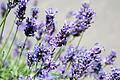 Lavendel betört mit kräftigen Farben und einem intensiven Duft. Für den Anbau auf dem Balkon bieten sich vor allem kleinwüchsige Sorten an.&nbsp;