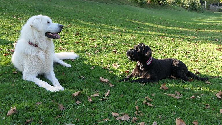 Nach dem Toben muss auch mal gechillt werden: Teddy und Rosi sind zwei unzertrennliche Freunde und freuten sich, dass ihre Frauchen gemeinsam den Auflug zum Hundeschwimmen unternahmen.