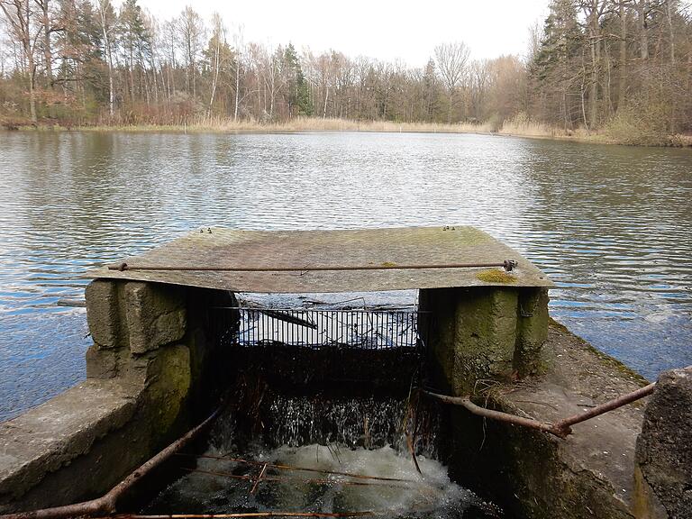 Die Lebensader Main bekommt mit dem Wassermangel größere Bedeutung. Entlang des Flusses und im Bereich der Altarme versorgt das Flussbegleitwasser zahllose Seen, darunter auch den Senftensee im Schwebheimer Wald. Selbst in heißen Sommern hat dort Förster Anton Goss noch kein markantes Absinken des Wasserspiegels notiert. Harald Vorberg vom Landesbund für Vogelschutz (LBV) bestätigt diese Beobachtung für das benachbarte Vogelschutzgebiet am Sauerstücksee.&nbsp;&nbsp;