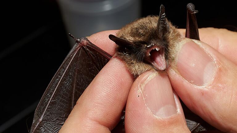 Fledermaus       -  Bei der &bdquo;Batnight&rdquo; am 24. August dreht sich alles um die Fledermaus. (Archivbild)