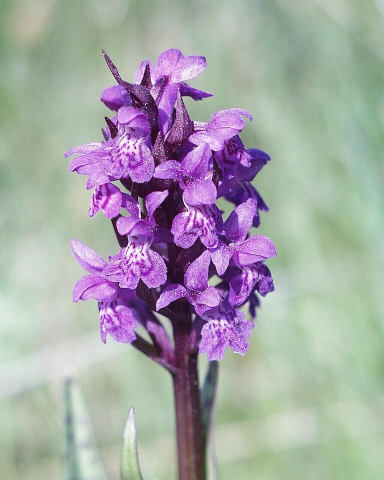 So blüht das Breitblättrige Knabenkraut (Dactylorhiza majalis) - doch vom ehemaligen Truppenübungsplatz in Ebern ist es nun verschwunden. (Archivbild) So blüht das Breitblättrige Knabenkraut (Dactylorhiza majalis) - doch vom ehemaligen Truppenübungsplatz in Ebern ist es nun verschwunden. (Archivbild)