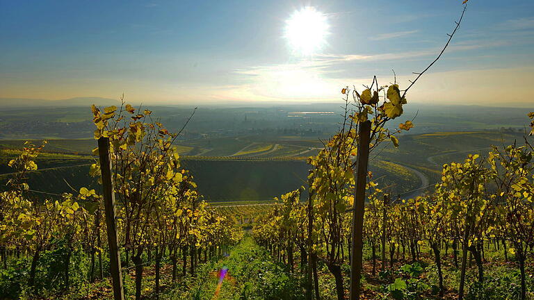 Zu schaffen macht den Winzern in Iphofen die Bewässerung der Weinberge in den trockenen Sommermonaten. Zu schaffen macht den Winzern in Iphofen die Bewässerung der Weinberge in den trockenen Sommermonaten.
