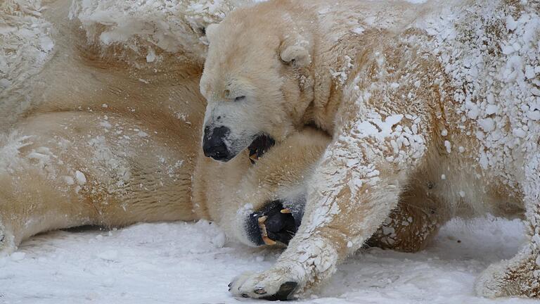 Wie wäre es mit einem Ausflug in den Tiergarten nach Nürnberg? Dort kann man nicht nur die Eisbären Vera und Nanuq beobachten, sondern noch viele weitere Tiere.&nbsp;