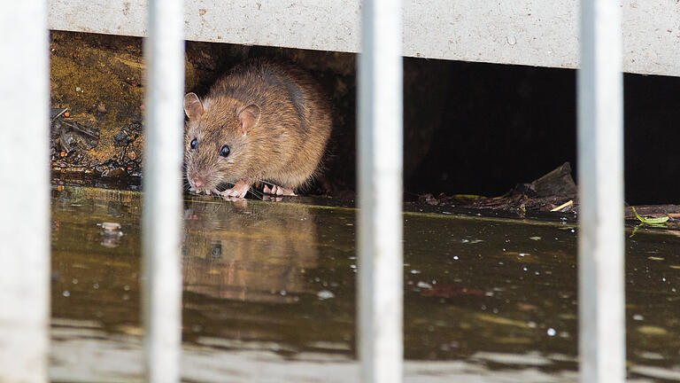 Eine Ratte krabbelt aus ihrem Versteck. In Volkach hat die Stadt jetzt mit einer Pressemitteilung auf ihre Rattenproblematik aufmerksam gemacht.