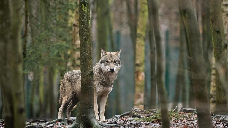 Nach dem Fund von toten Schafen in Rhön-Grabfeld deutet einiges auf den Wolf als Verursacher hin. Unser Symbolbild zeigt einen Wolf in einem Tierpark in Sachsen-Anhalt.