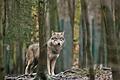 Nach dem Fund von toten Schafen in Rhön-Grabfeld deutet einiges auf den Wolf als Verursacher hin. Unser Symbolbild zeigt einen Wolf in einem Tierpark in Sachsen-Anhalt.