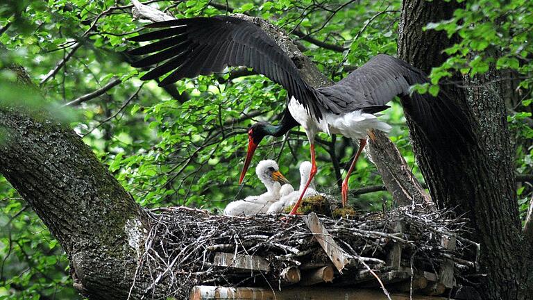 Ein Schwarzstorch fliegt zu seinem Horst in der Rhön, in dem drei hungrige Jungvögel warten.