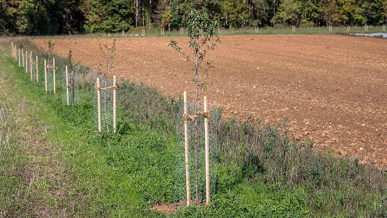 Auf seiner Fläche hat Lorenz Köhler Bäume gepflanzt, die mit Trockenheit zurecht kommen. In diesem Winter wird sich zeigen, ob sie auch Kälte tolerieren, etwa Banane, Mango, Mandel oder Goji-Beere. Auf seiner Fläche hat Lorenz Köhler Bäume gepflanzt, die mit Trockenheit zurecht kommen. In diesem Winter wird sich zeigen, ob sie auch Kälte tolerieren, etwa Banane, Mango, Mandel oder Goji-Beere.