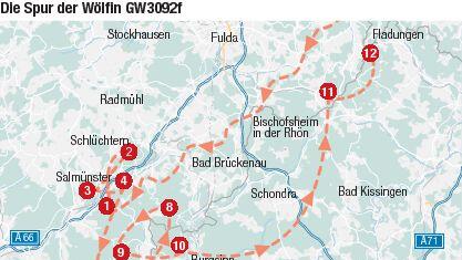 Die Spur der Wölfin GW3092f       -  Die Spur der Wölfin GW3092f