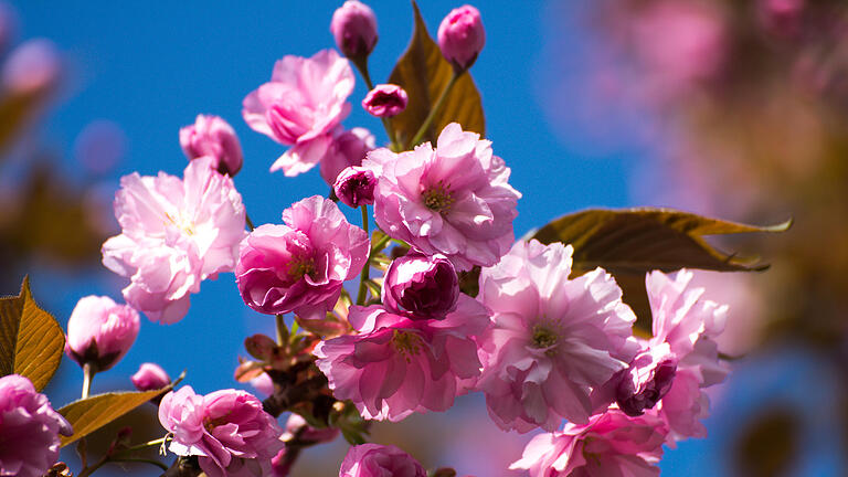 Ob Frühlingsbilder - wie dieses von rosa Blütenträumen der Japanischen Blütenkirsche, die zurecht ihren Namen trägt. Fotografiert in einem Wiesenbronner Garten am 6. April...