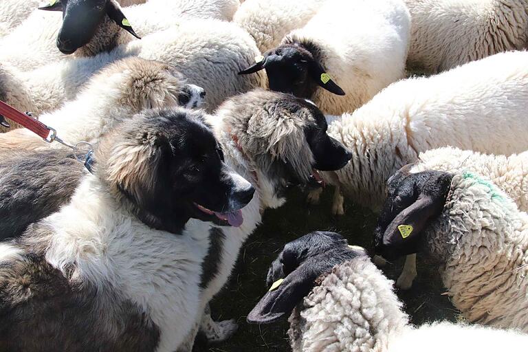 Suchbild: Wo sind Hunde, wo sind Schafe? Neugierig aufeinander sind die Rhönschafe und ihre Schutzhunde.