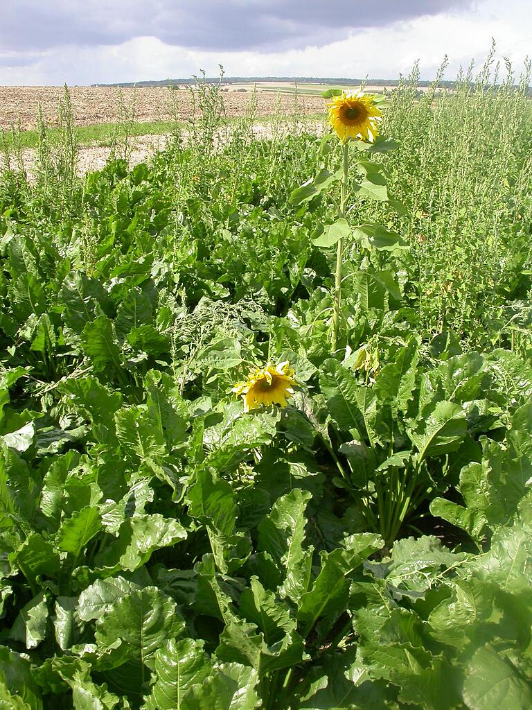 Es gibt auch Kuriositäten auf den Felder zu sehen: Hier haben sich zwei Sonnenblumen in ein
Zuckerrübenfeld gemischt und wachsen ausnahmsweise nicht unter 'Gleichgesinnten' heran. Die
Aufnahme entstand zwischen Ottelmannshausen und Höchheim. Es gibt auch Kuriositäten auf den Felder zu sehen: Hier haben sich zwei Sonnenblumen in ein
Zuckerrübenfeld gemischt und wachsen ausnahmsweise nicht unter 'Gleichgesinnten' heran. Die
Aufnahme entstand zwischen Ottelmannshausen und Höchheim.